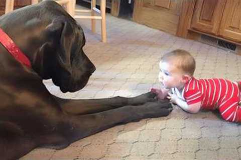 When Big Dogs Become the Sweetest Babysitters