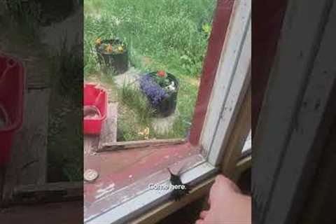 Man Rescues Hummingbird After It Flies Into His House