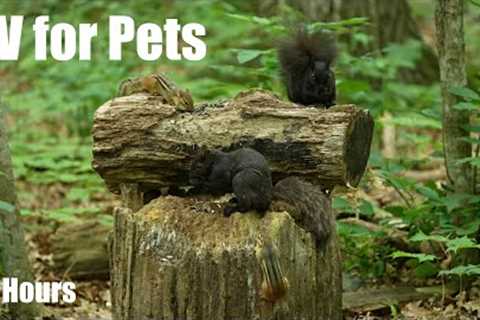 Black Squirrels, Chipmunks and Birds in the Forest - 10 hour Cat TV for Pets 😺 - Jun 27, 2025