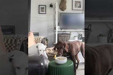 Girl Places Pasta Bowl Before Dogs To Observe Their Reaction