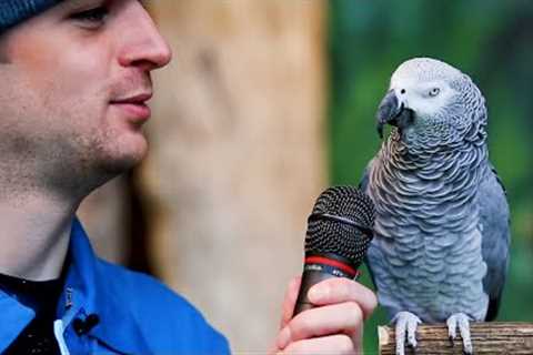 Best PARROT Talking Moments.. You won't believe😂