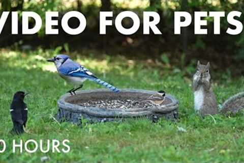 Relaxing Video for Pets and People 😺 - 10 Hours of Backyard Birds and Squirrels - Jun 29, 2025