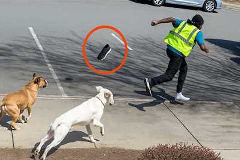When Delivery Drivers Encounter Dramatic Animals 🤣 Funniest Animals Video