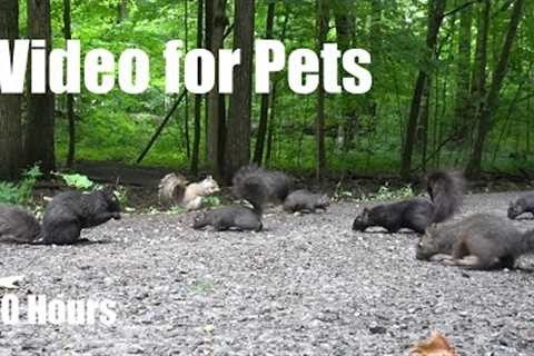 Cat TV for Pets to Watch 😺 - A Scurry of Squirrels in a Beautiful Forest - Jun 30, 2025