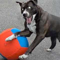 Overdramatic Dogs Who Deserve an Oscar for Real😂 Funniest Animal Videos