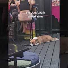 Adorable Corgi Smiles At Camera