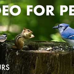 Chipmunks, Squirrels, Birds and Forest Friends - 10 Hour Cat TV for Pets to Watch 😺 - Jul 01, 2025