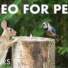 Rabbits, Squirrels, Jays and Backyard Friends - 10 Hour Cat TV for Pets to Watch 😺 - Jul 02, 2025