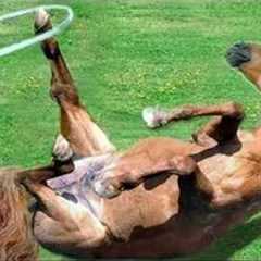 When Your Horse Acts More Dramatic Than Your Ex… 😅2