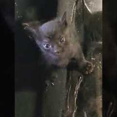 Man Finds Three Tiny Kittens In Wrecked Car 😍