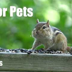 Chipmunks, Birds and Squirrels - 10 Hour Relaxing Video for Pets and People 😺 - Jul 03, 2025