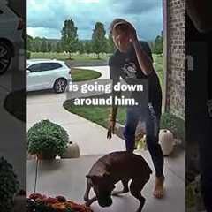 🐶 How To Make Your Dog Fireworks Ready 🎆 | Pet Pointers