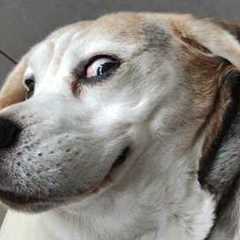 Funny Animal That Prove They Are The Best Comedians 🤣 FUNNIEST Animals 2025