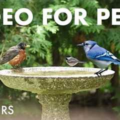 Robins, Blue Jays, Cardinals and Backyard Birds - 10 Hour Cat TV for Pets to Watch 😺 - Jul 04, 2025