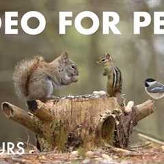Saturday Morning Cartoons for Pets - 10 Hours of Birds, Squirrels and Chipmunks - Jul 05, 2025