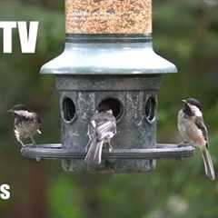 Beautiful Backyard Birds at the Hanging Feeder - 10 Hour Cat TV for Pets to Watch 😺 - Jul 06, 2025
