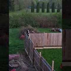Goldendoodle Jumps Over Tall 7-Foot Fence