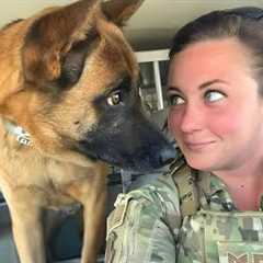 Funny Dog Thinks He's Human 😄 Funny Dog and Human Videos