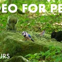 Chipmunks, Birds, Squirrels and Forest Friends in Harmony - 10 Hour Cat TV for Pets 😺 - Jul 07, 2025
