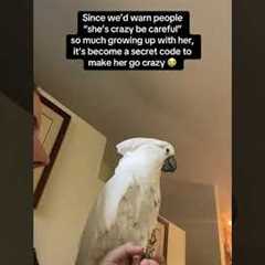 Funny Cockatoo Acts Crazy When Called Crazy!