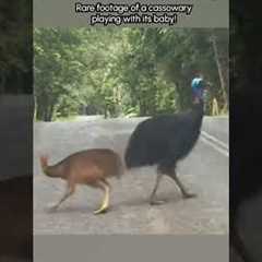 Adorable Cassowary and It's Baby Play On Road