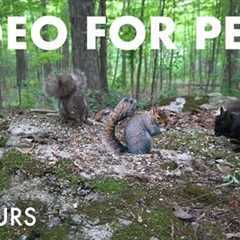 Chipmunks and Squirrels in a Canadian Forest - 10 Hour Cat TV for Pets to Watch 😺 - Jul 08, 2025