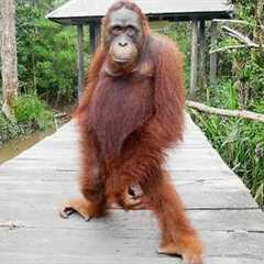 Monkeys Being Silly Will Make You Laugh Hard 😁 Funniest ANIMAL Videos