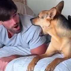 When Your Dog is Being a Talking Human 🤣 Funny Dog and Humans