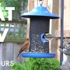 Cat TV for Cats to Watch 😺 - 10 Hours of Backyard Birds, Squirrels and Chipmunks - Jul 09, 2025