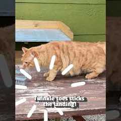 Cats Being Slinkys!