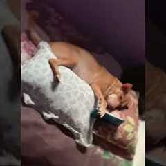 Raw footage of me during my bed rot hours 🤣📲 #Dog #BedRot #FunnyDog