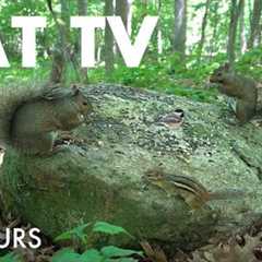 Forest Animals in Harmony - 10 Hour Video for Pets and People to Watch - Cat TV 😺 - Jul 10, 2025
