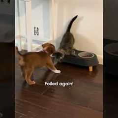 Slippery When Wet | FUNNIEST Pets of the Week