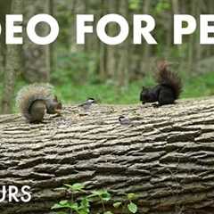 Beautiful Birds, Squirrels and Forest Friends in Canada- 10 Hour Cat TV for Pets - Jul 11, 2025
