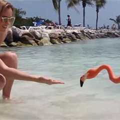 FUNNY Flamingos! 😂 | BEST SUMMER PET VIDEOS