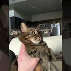 Cat Meows Like a Cartoon Character!