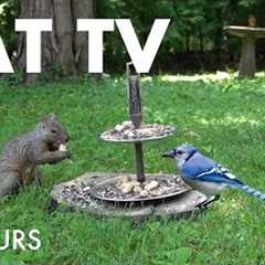 Saturday Morning Cartoons for Pets - 10 Hours of Backyard Birds and Squirrels - Jul 12, 2025
