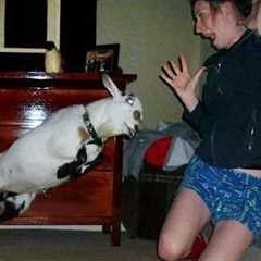 1M LAUGHS daily from Funny Animals! 😂 Funniest ANIMALS Videos 2025