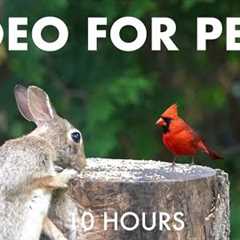 Rabbits, Doves, Cardinals, Jays and Backyard Animals - 10 Hour Cat TV for Pets 😺 - Jul 13, 2025