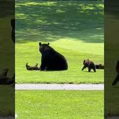 Mother Bear and Her Cubs Frolick Together on Golf Course