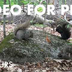 Birds, Squirrels, Chipmunks and Animals in the Forest - 10 Hour Cat TV for Pets - Jul 14, 2025