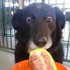 Dogs Being Over Drama Queens for Food 🤣 Funniest DOG Videos 2025