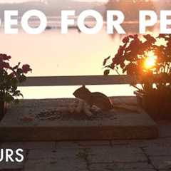 Chipmunks Enjoying Sunrise at the Cottage - 10 Hour Relaxing Video for Pets 😺 - Jul 15, 2025