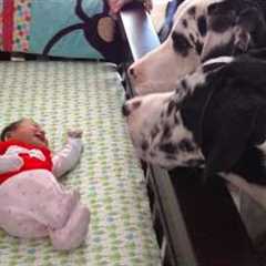 Dog Can't Hold Back His Emotion At First Time Meeting His Baby Sister
