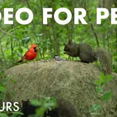 Beautiful Animals in the Forest - 10 Hours Video for Pets and People to Watch 😺 - Jul 16, 2025