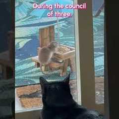 If only the stinky human would lower the force field... #Funny #CatsOfInstagram #Fail