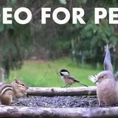 Relaxing Video for Pets and People - Birds, Squirrels and Chipmunks - 10 Hour Cat TV - Jul 17, 2025