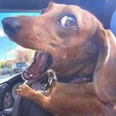 I dare you not to LAUGH at these Comedian Dogs 😁 Funniest ANIMAL Videos