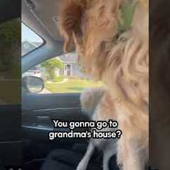 Excited Golden Retriever Sprints to Grandma's House! 🏡