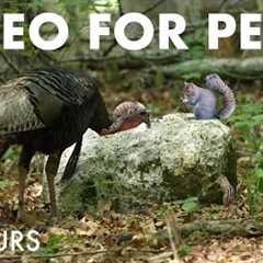 Turkeys, Red Squirrels and Forest Friends in Harmony - 10 Hour Cat TV for Pets 😺 - Jul 18, 2025